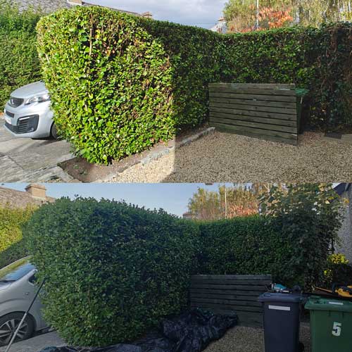 hedge trimming 01 project