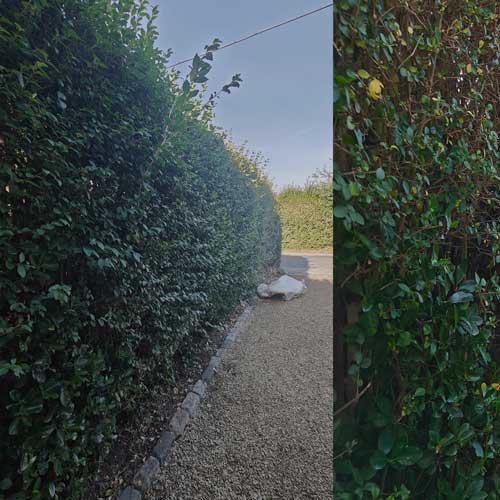 hedge trimming 02 project