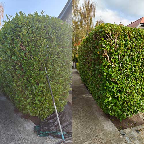 hedge trimming 03 project